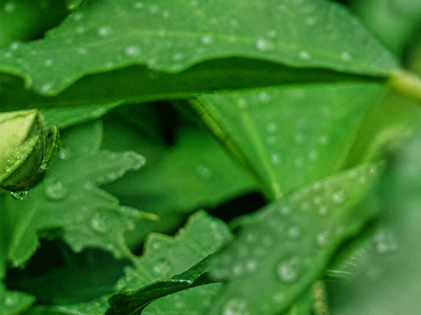An abstract, heavily blurred close-up of green and dark green tones, resembling out-of-focus foliage or a soft green light patch.
