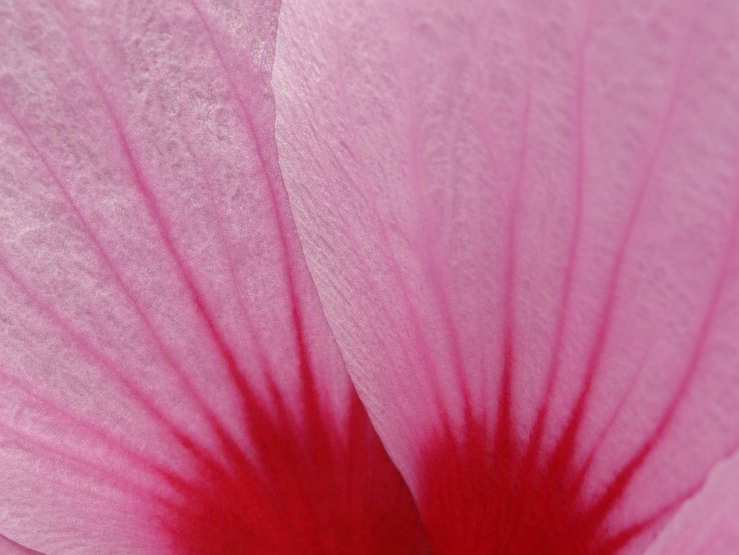 Macro close-up of a pink flower petal with radiating darker pink and red veins.