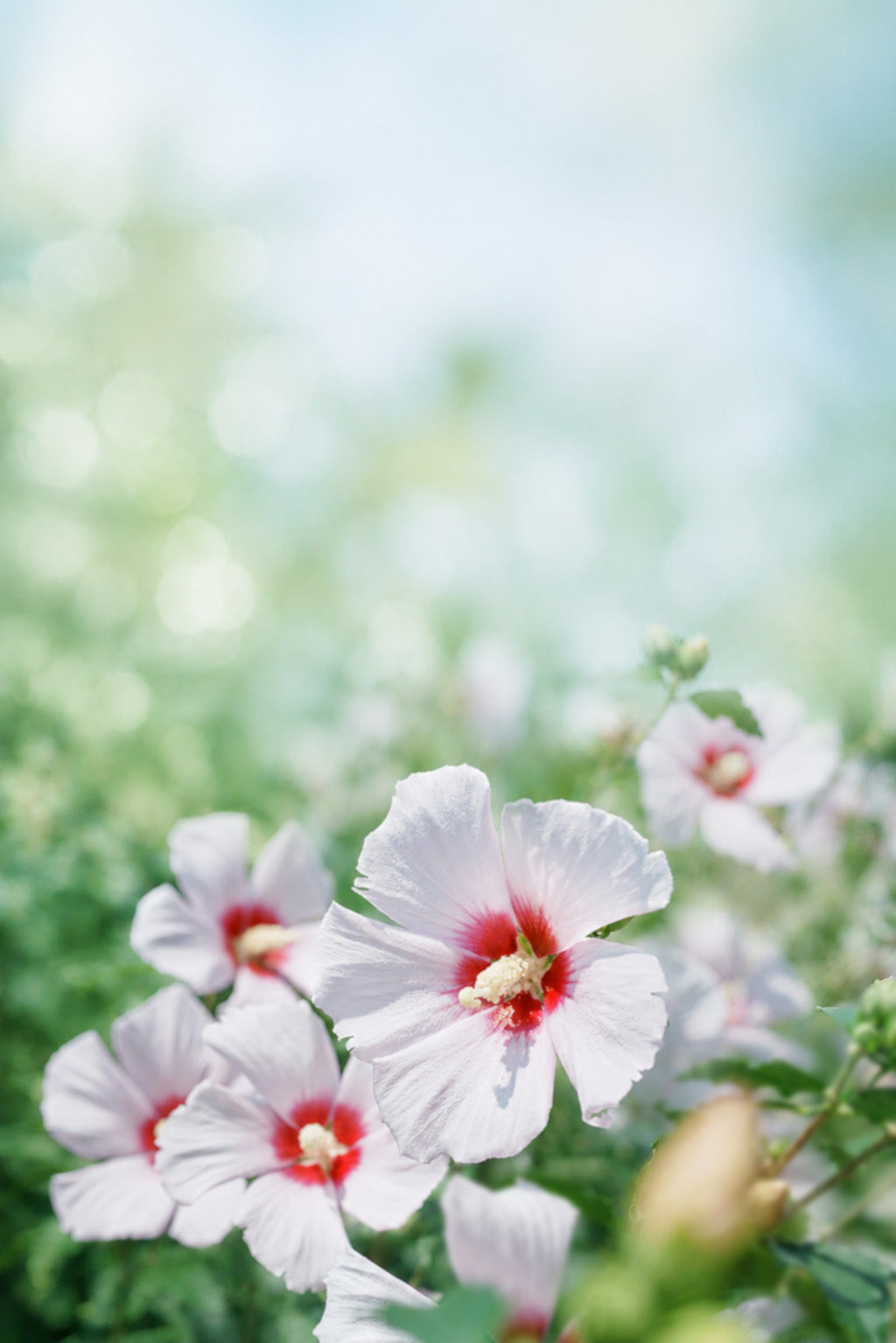 White Rose of Sharon flowers with vibrant red centers and yellow stamens, growing in a soft-focus green garden setting.