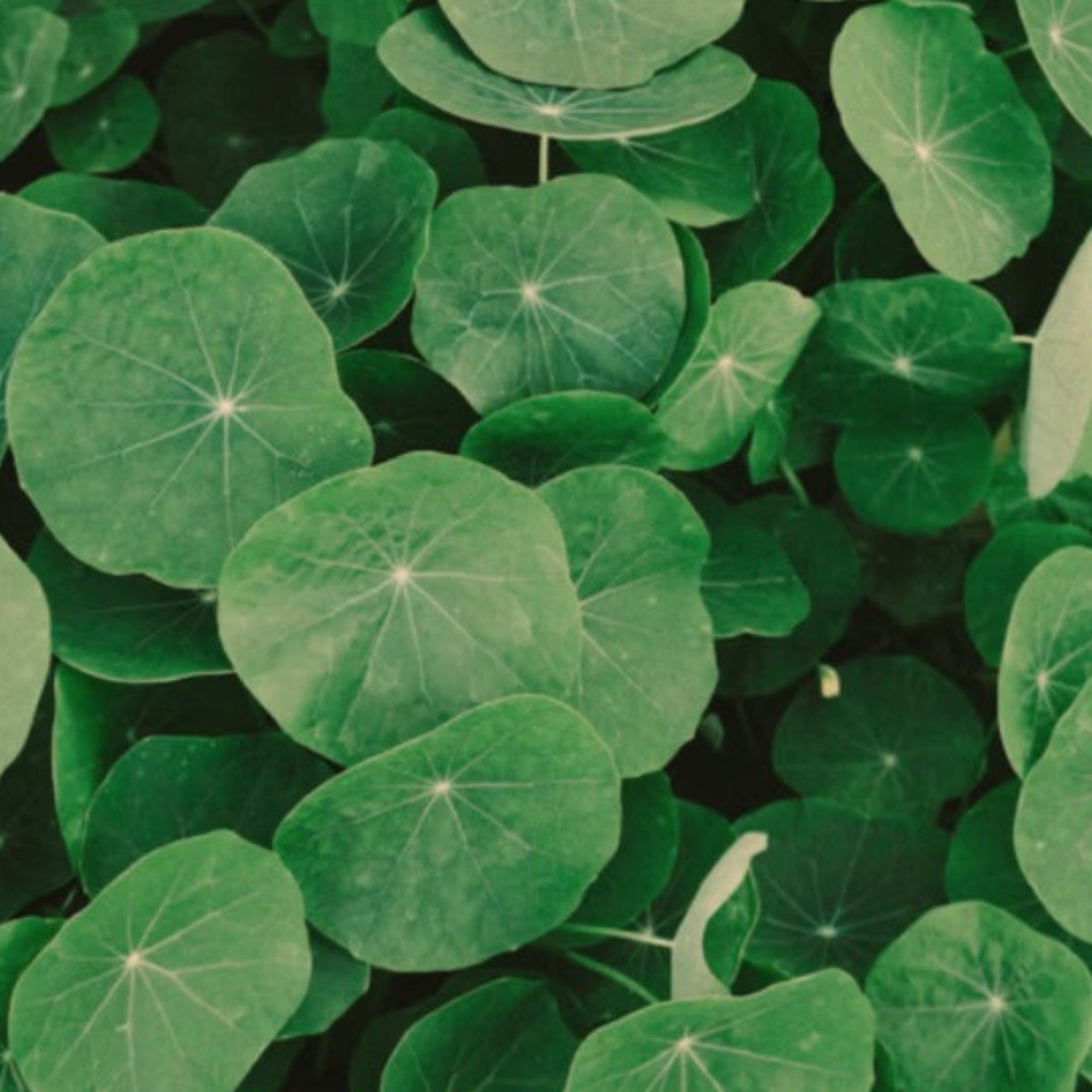 A dense cluster of round green leaves with visible veins, filling the entire frame.