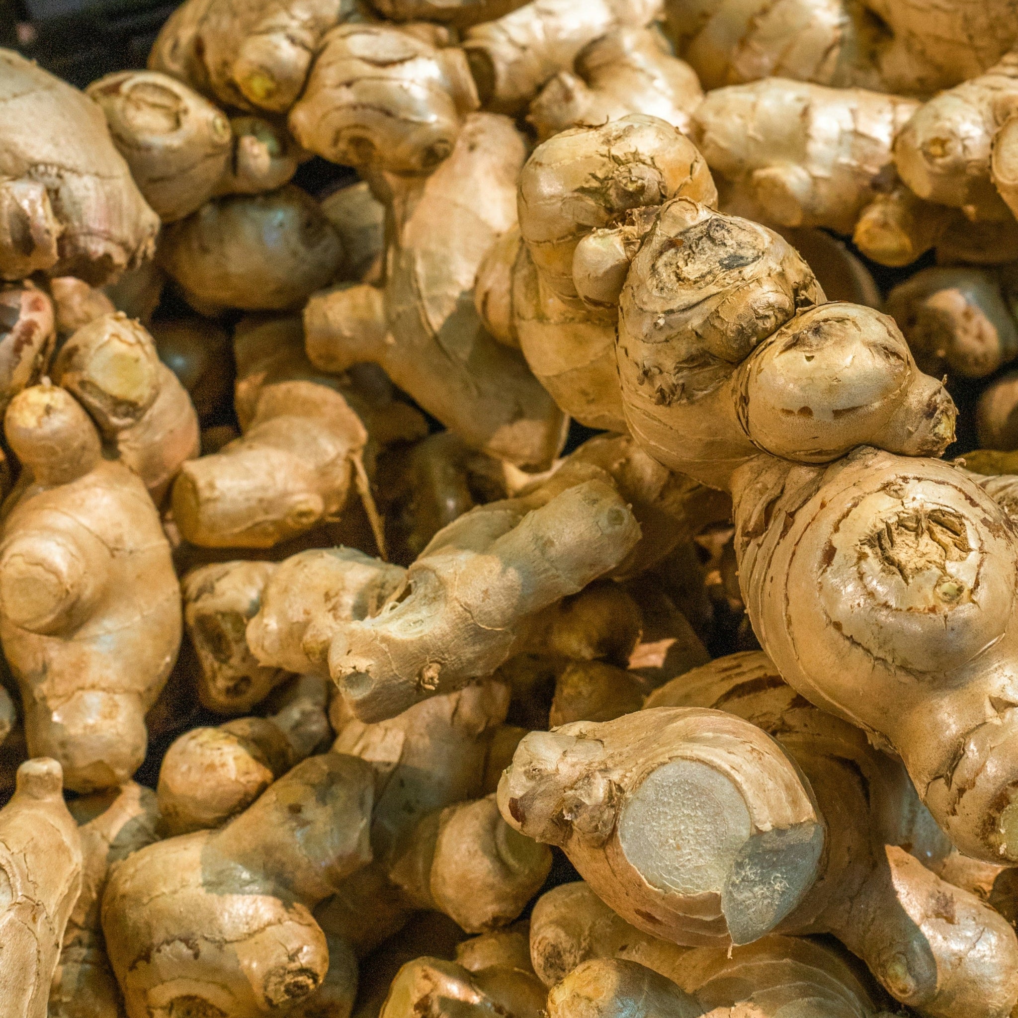 A close-up pile of fresh ginger roots with rough, knobby shapes and light tan to beige skin.