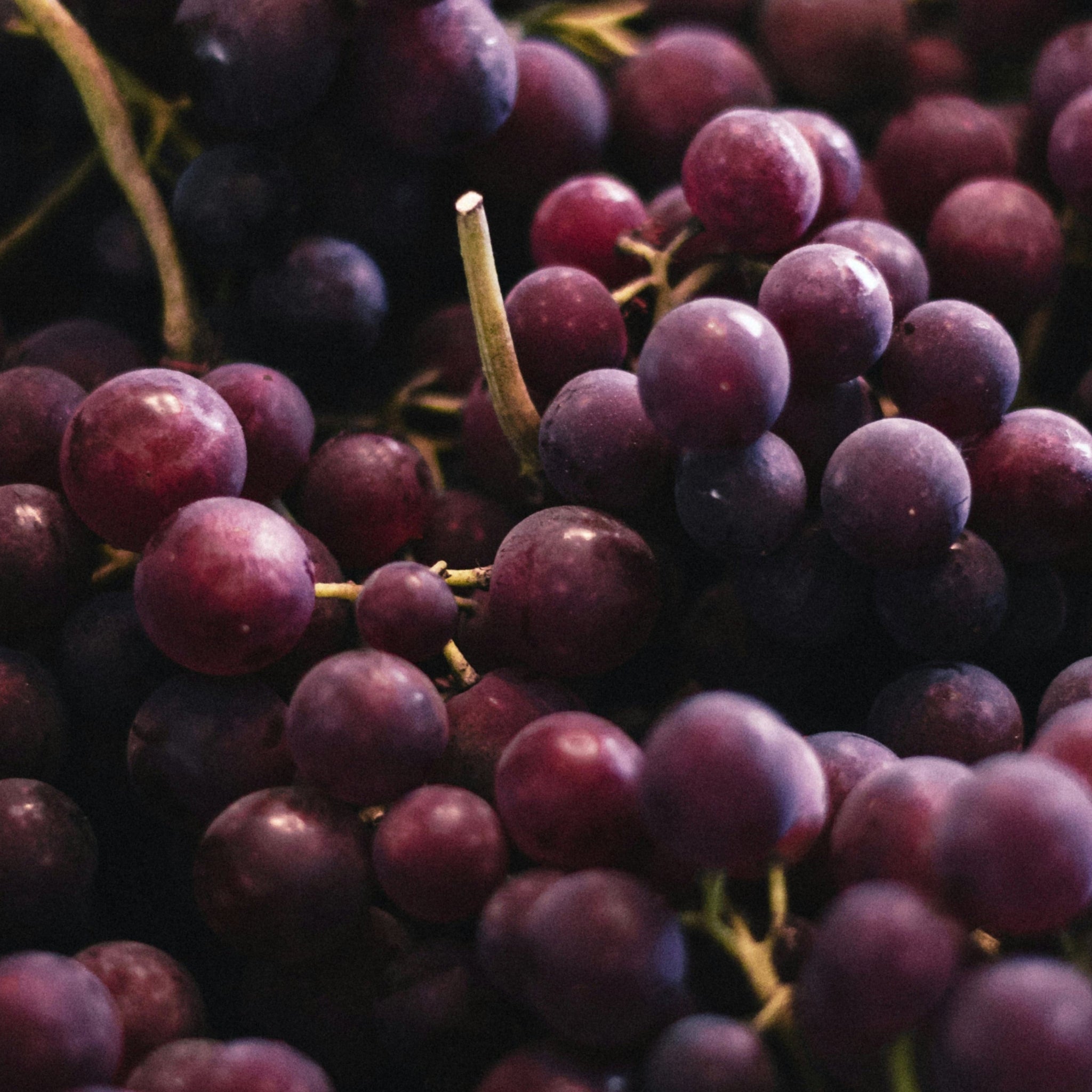 Close-up of dark red grapes with a blurred background