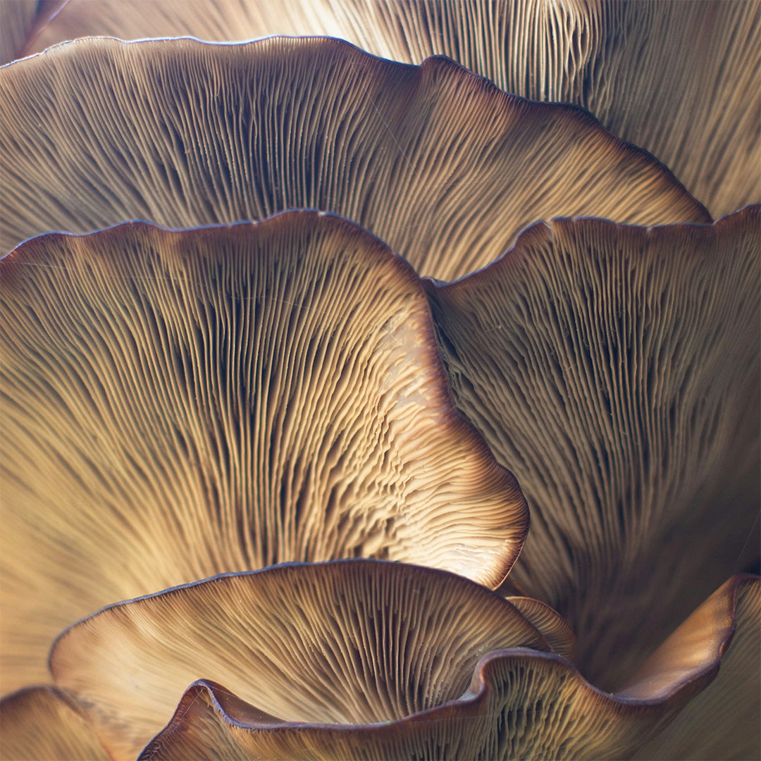 Macro close-up of overlapping brown and tan mushroom gills and fan-shaped caps, filling the frame with detailed texture.