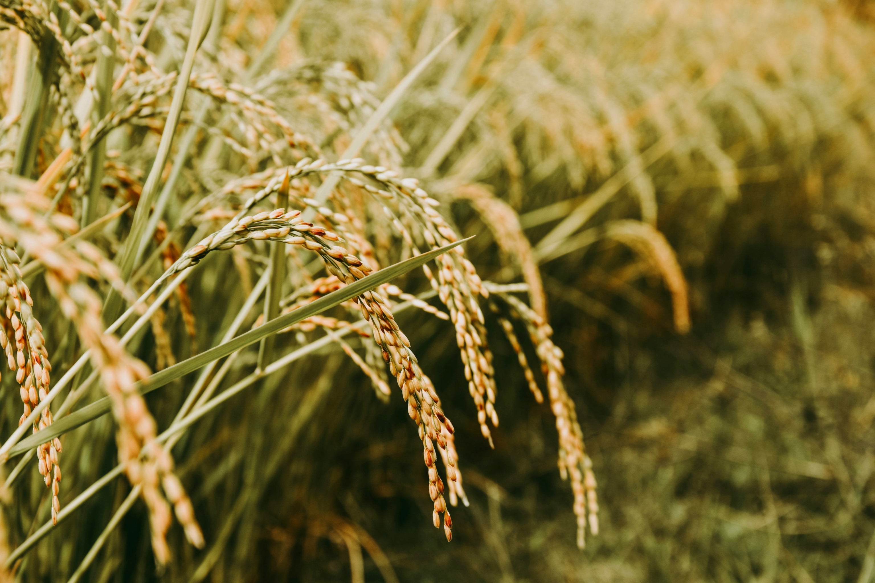 Close-up of golden rice grains hanging from stalks in a field, with a softly blurred background of more rice plants.