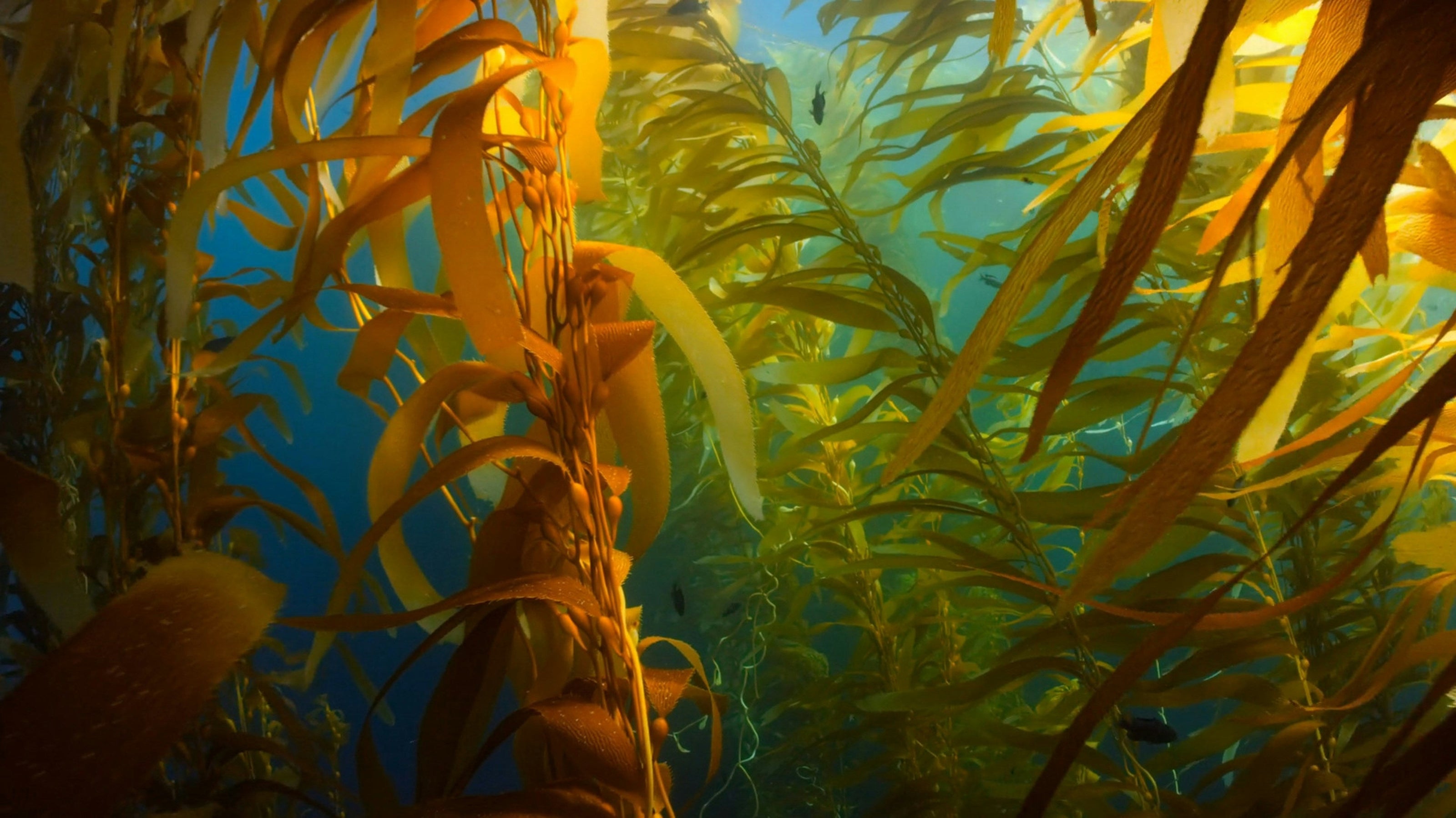 Underwater scene with kelp in a marine environment